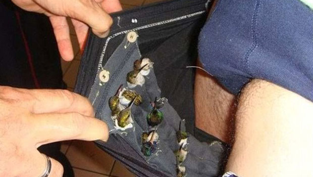 Man Tries To Smuggle 66 Birds In His Underwear!