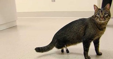 Vincent the Cat Receives Titanium Legs. Walks for Very First Time