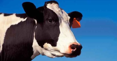 Cows "Night Milk" May Help You Fall Asleep Faster