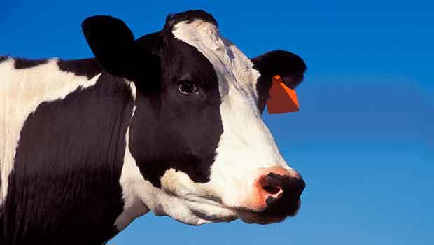 Cows “Night Milk” May Help You Fall Asleep Faster