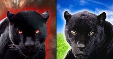 One Feline’s Amazing Journey from Darkness to Light – From "Diabolo" to "Spirit"