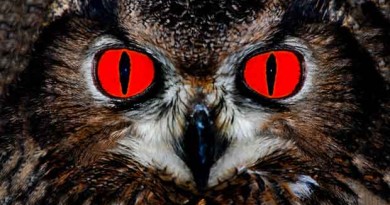 Attack Owl Returns in Oregon, Targeting Government Workers