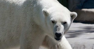 Daredevil Jumps Into Coppenhagen Zoo's Polar Bear Enclosure