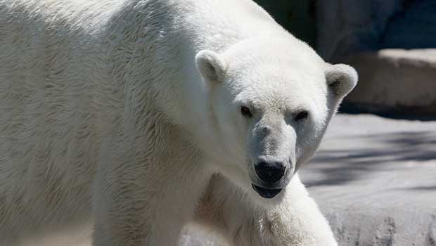 Daredevil Jumps Into Coppenhagen Zoo’s Polar Bear Enclosure