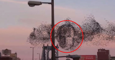 Flock of Birds Form Eerie Image of Vladamir Putin