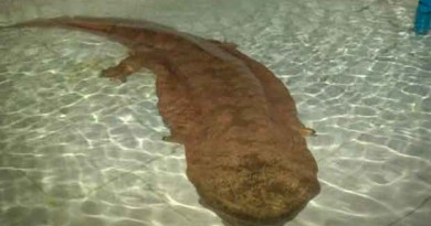 Human Sized, 200-Year-Old Giant Salamander Discovered in China