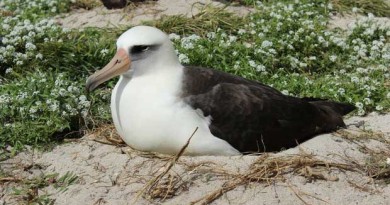World's Oldest Known Seabird, "Wisdom", Has Returned to Her Island