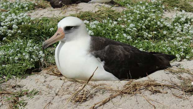 World’s Oldest Known Seabird, “Wisdom”, Has Returned to Her Island