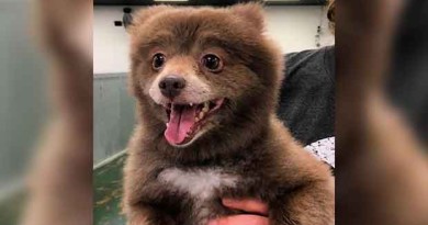 The Internet's Latest Controversy: Is This a Bear or a Dog?
