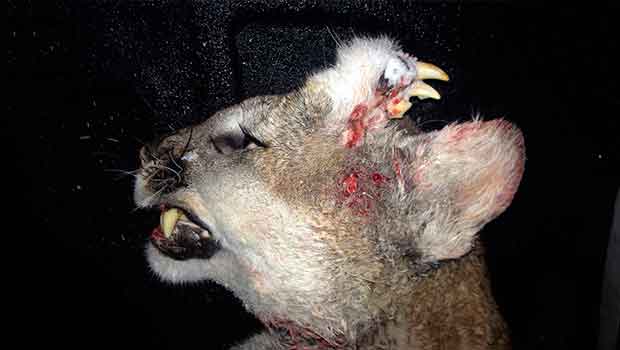 Mountain Lion Found With Teeth Growing out of Its Head