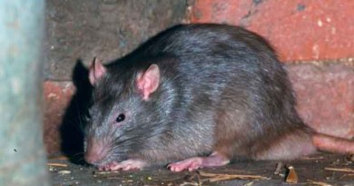Rat Runs up Man's Leg to Steal French Fry in UK Pub
