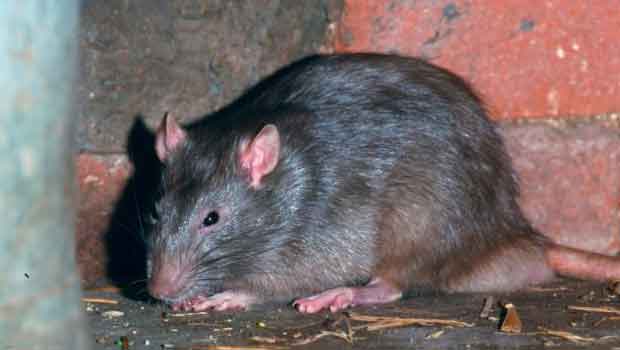 Rat Runs up Man’s Leg to Steal French Fry in UK Pub
