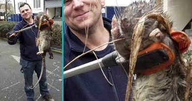 Giant 4-Foot-Long Monster Rat Found in Schoolyard