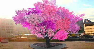 Single Tree Grows 40 Different Kinds of Fruit