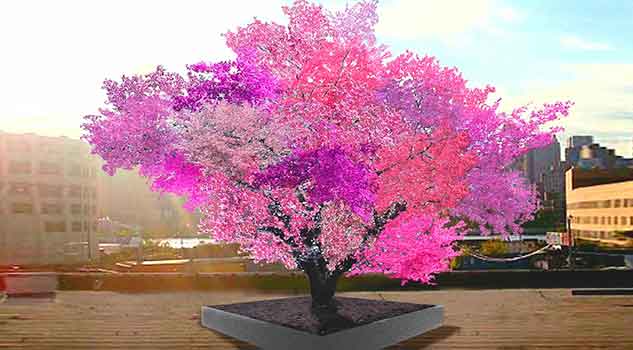 Single Tree Grows 40 Different Kinds of Fruit