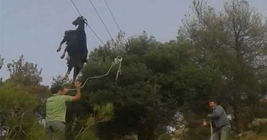 Men Rescue Goat Found Hanging from Powerline