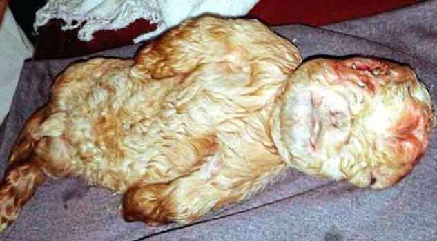Baby Goat Born With a Human Face in Malaysia!