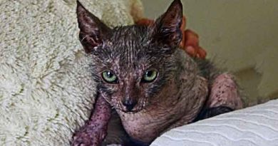 Rare ‘Werewolf’ Cat Found in South Africa