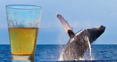 Whale Vomit Beer Coming to a Store Near You!