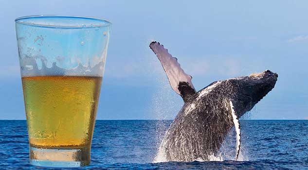 Whale Vomit Beer Coming to a Store Near You!