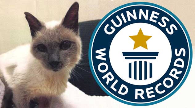 30-Year-Old Siamese cat is named world’s oldest living cat