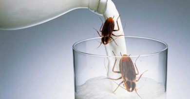 Is Cockroach Milk the New Superfood?