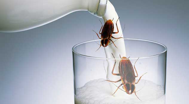 Is Cockroach Milk the New Superfood?