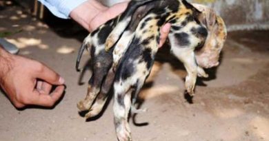 Eight-Legged Spider Pig Born in Mexico