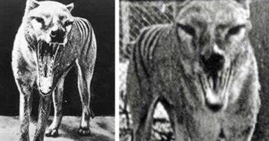 Footage of ‘Tasmanian Tiger’ Filmed 80 Years after Extinction