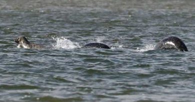 Most Convincing Photo yet of Loch Ness Monster?