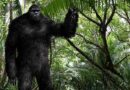 Bigfoot Possibly Captured on Video in Indonesia