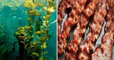 Scientists Discover Seaweed That Tastes Like Bacon