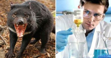 The next Miracle Antibiotic: Tasmanian Devil’s Milk