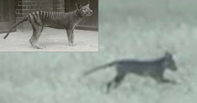 Another Video Released of Possible Tasmanian Tiger