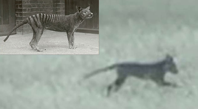Another Video Released of Possible Tasmanian Tiger