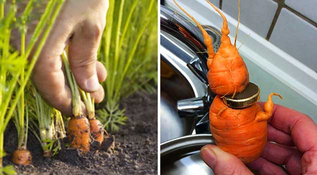 Man Finds His Wedding Ring Around a Carrot Three Years After Losing It