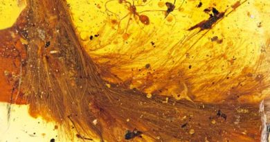 Baby Dinosaur Tail Found Trapped in Amber