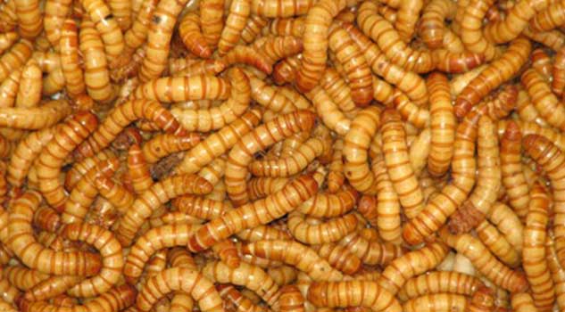 Company Forces Employees to Eat Live Worms for Not Meeting Sales Targets