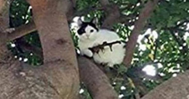Police Respond to Cat With an Assault Rifle in a Tree