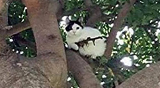 Police Respond to Cat With an Assault Rifle in a Tree