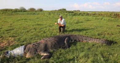 Monster Crocodile the Size of an SUV Caught in Australia