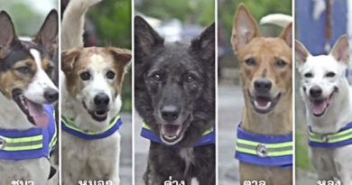 Foundation to Employ Stray Dogs as Street Guardians