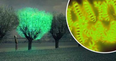 Could "Glow in the Dark" Plants One Day Replace Street Lights?