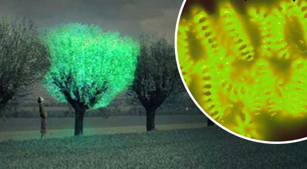 Could "Glow in the Dark" Plants One Day Replace Street Lights?