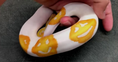 Python Breeder Spends 8 Years Creating Emoji Pattern Snake