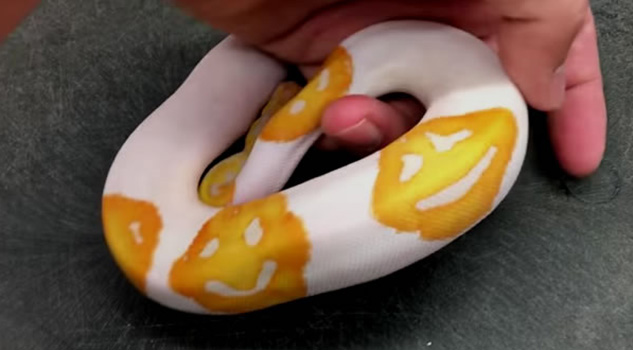 Snake Breeder Spends 8 Years Creating Emoji Pattern Snake