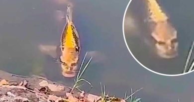 Fish With Human Face Spotted in Lake