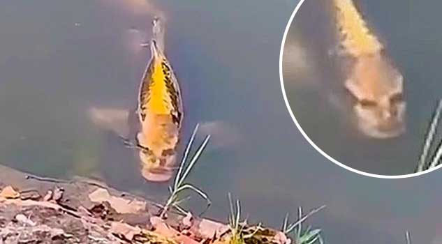 Fish With Human Face Spotted in Lake