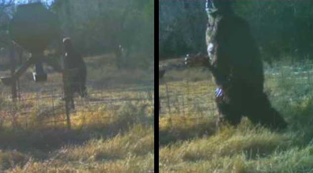 Bigfoot Photographed by Baseball Player’s Game Camera?
