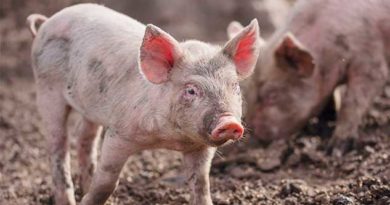 Pig Starts Farm Fire by Excreting Pedometer